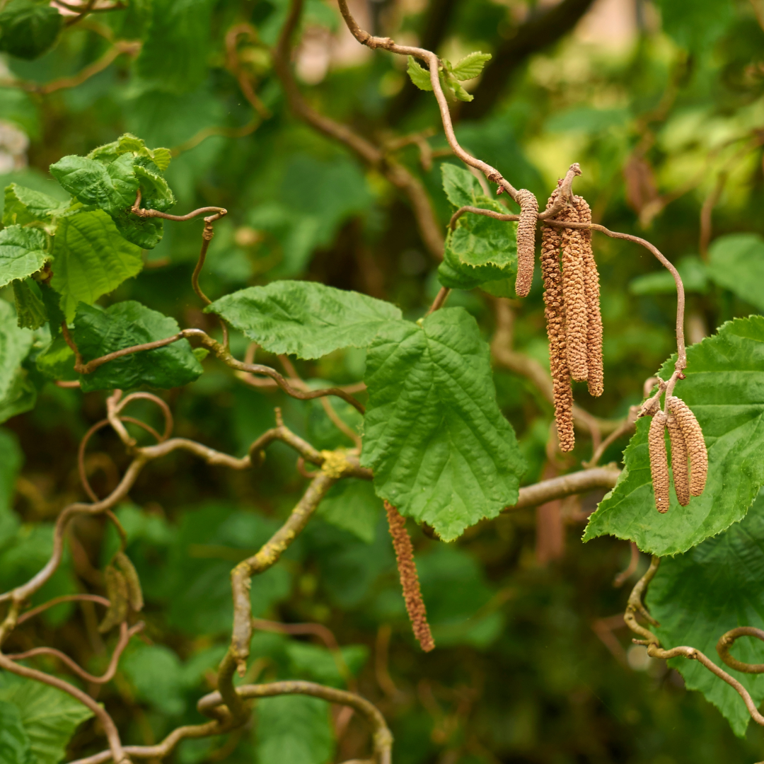 Corkscrew Hazelnut - Corylus avellana 'Contorta'