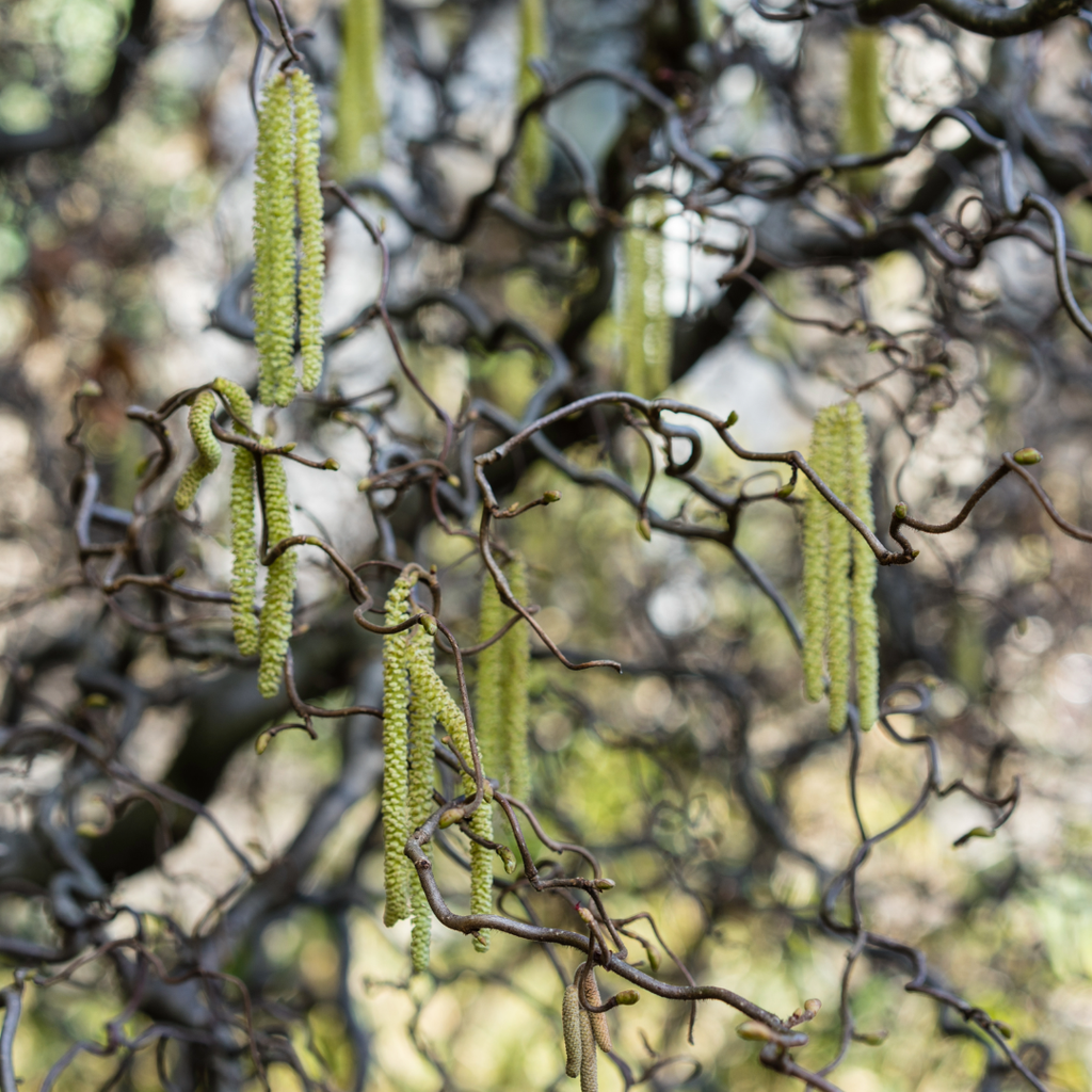 Corkscrew Hazelnut - Corylus avellana 'Contorta'