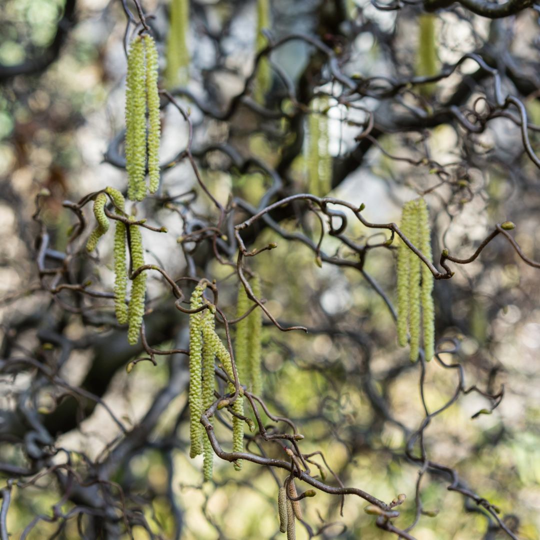 Corkscrew Hazelnut - Corylus avellana 'Contorta'