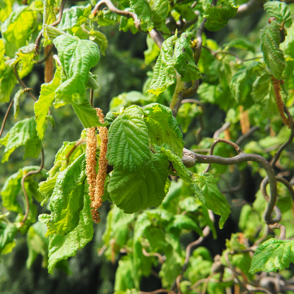Corkscrew Hazelnut - Corylus avellana 'Contorta'