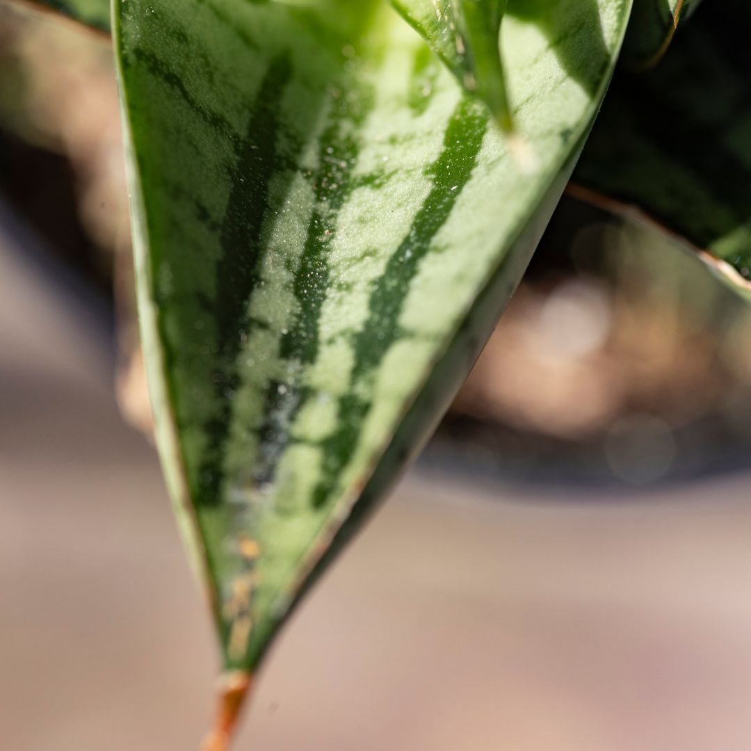Sansevieria 'Kaisar'