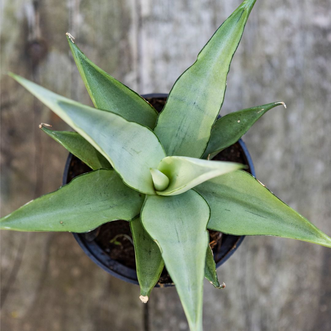 Sansevieria 'Manee Thawee'
