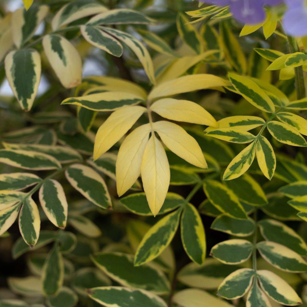 Made in the Shade Garden ~ 9 Hefty Plants for Preorder