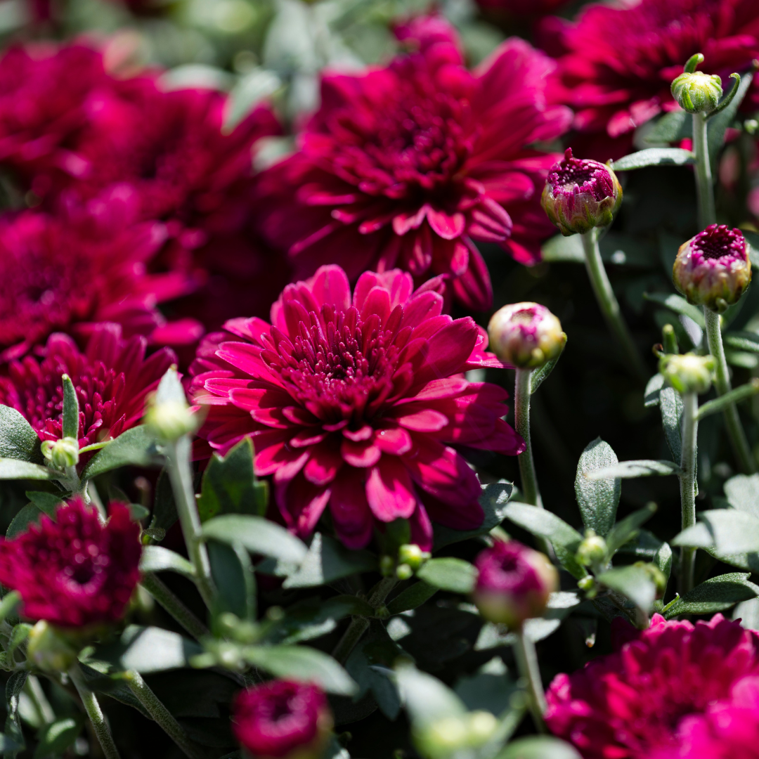 Belgian Hardy Mum Patty™ Purple