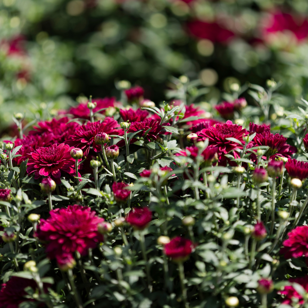 Belgian Hardy Mum Patty™ Purple