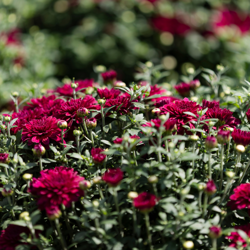 Belgian Fall Mum Patty™ Purple