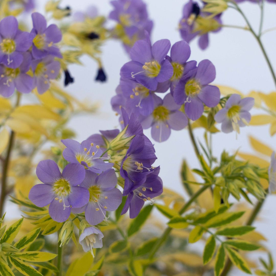 Made in the Shade Garden ~ 9 Hefty Plants for Preorder