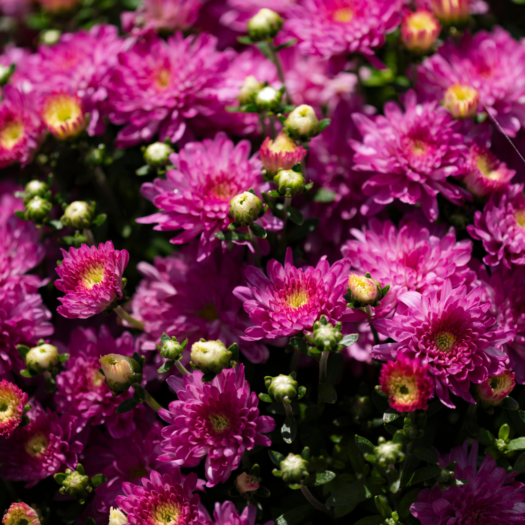 Belgian Hardy Mum Debbie™ Hot Pink
