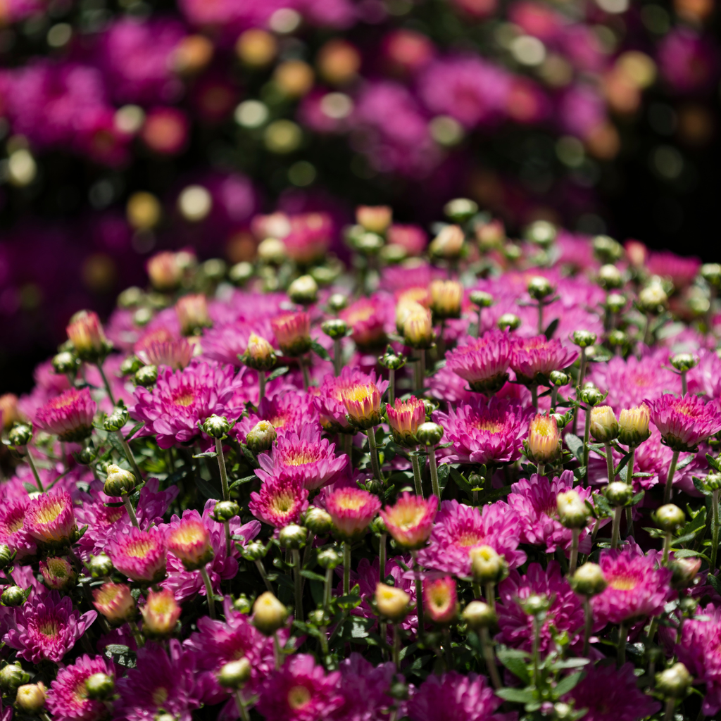 Belgian Hardy Mum Debbie™ Hot Pink