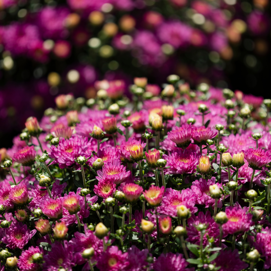Belgian Hardy Mum Debbie™ Hot Pink