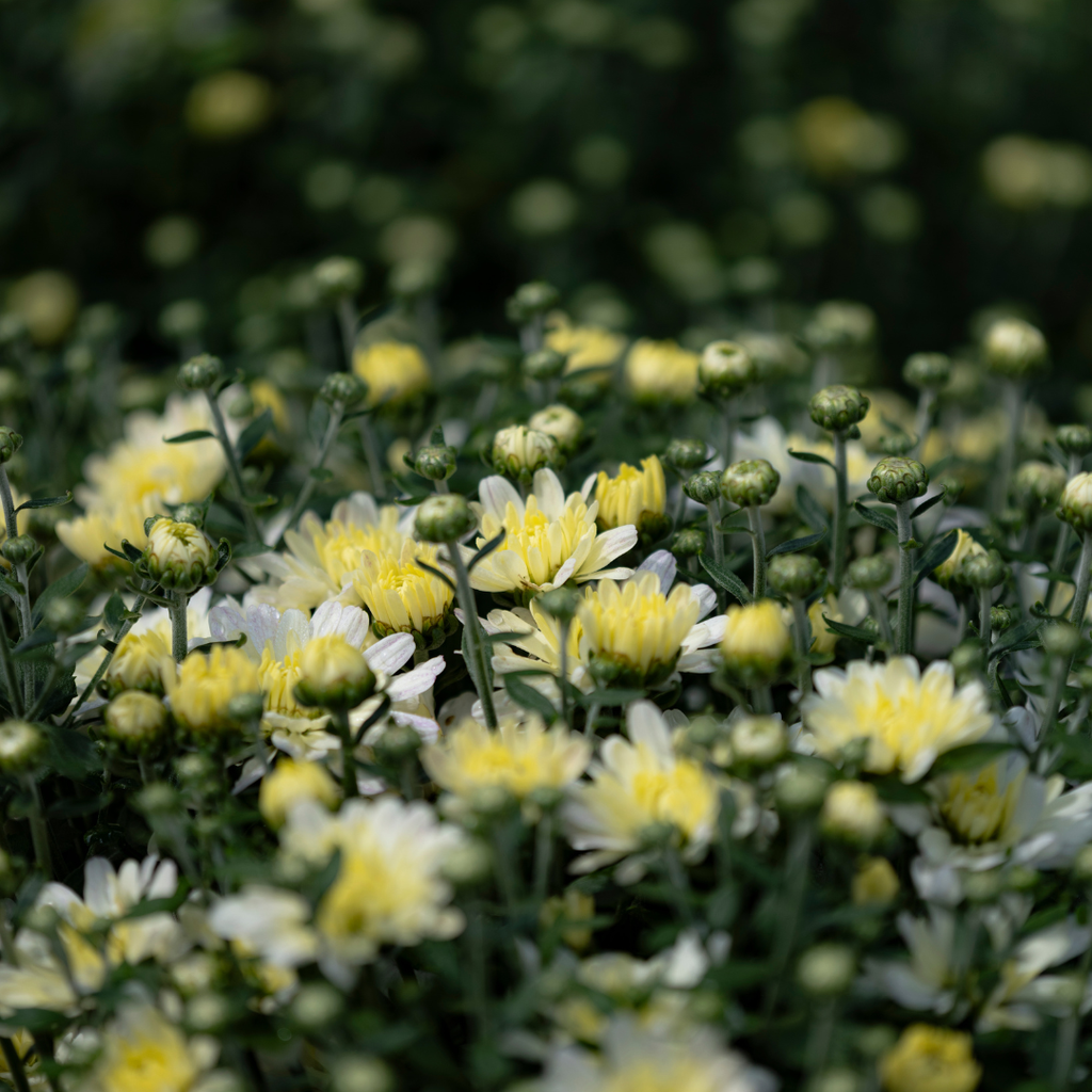Belgian Hardy Mum Jacqueline™ Pearl