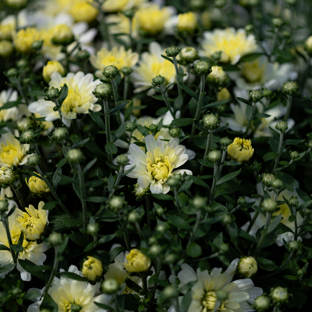 Belgian Hardy Mum Jacqueline™ Pearl