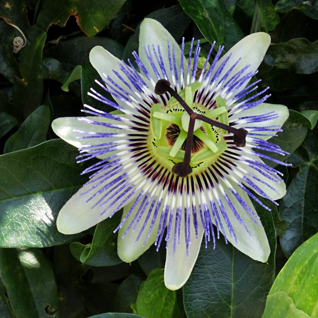 Passiflora caerulea