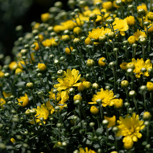 Belgian Fall Mum Jacqueline™ Yellow