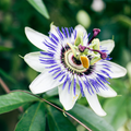 Passiflora 'Becky's Blue & White'