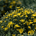 Belgian Hardy Mum Jacqueline™ Yellow