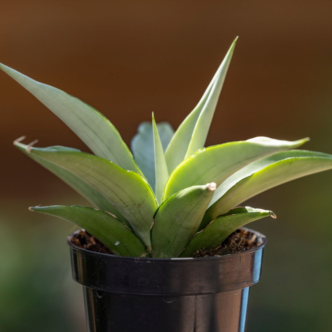 Sansevieria 'Manee Thawee'