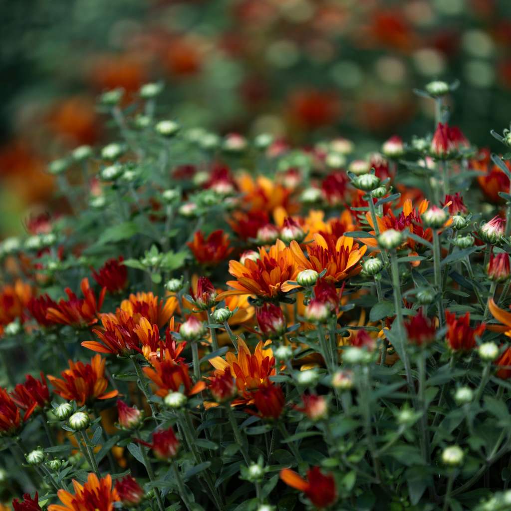 Belgian Hardy Mum Tracy™ Orange
