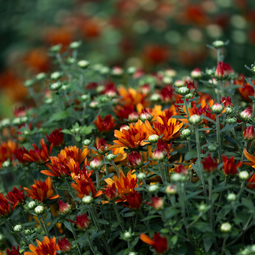 Belgian Fall Mum Tracy™ Orange