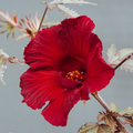 Hibiscus 'Mahogany Splendor'