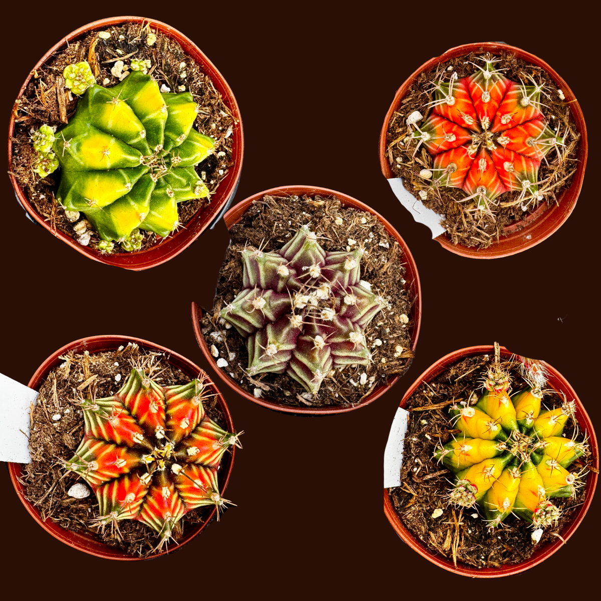 Duo of Color Ball Cactus | gymnocalycium mihanovichii variegata