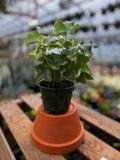 4" Gold Variegated Ivy | Hedera helix 'Goldchild'
