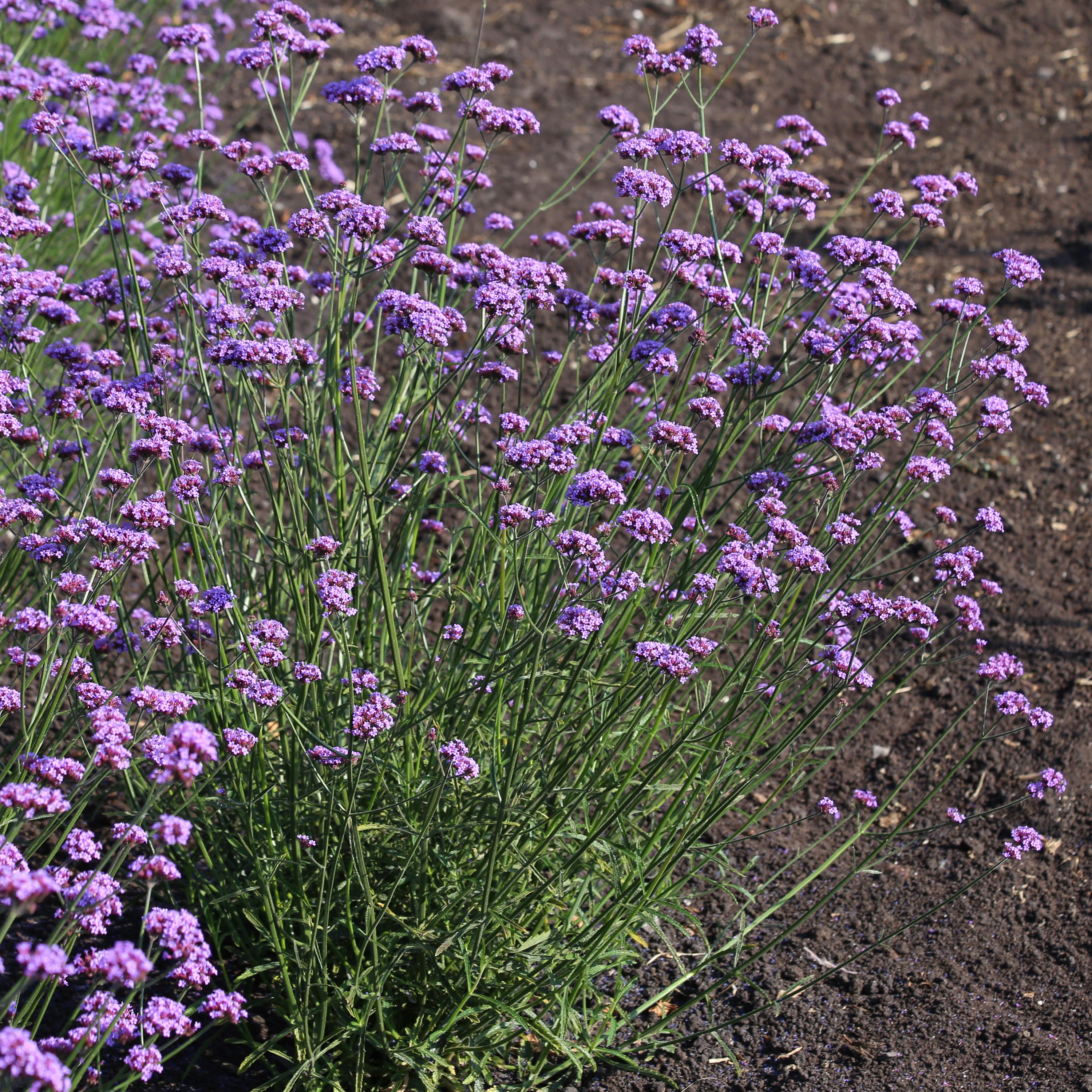 Verbena bonariensis | Purpletop Vervain
