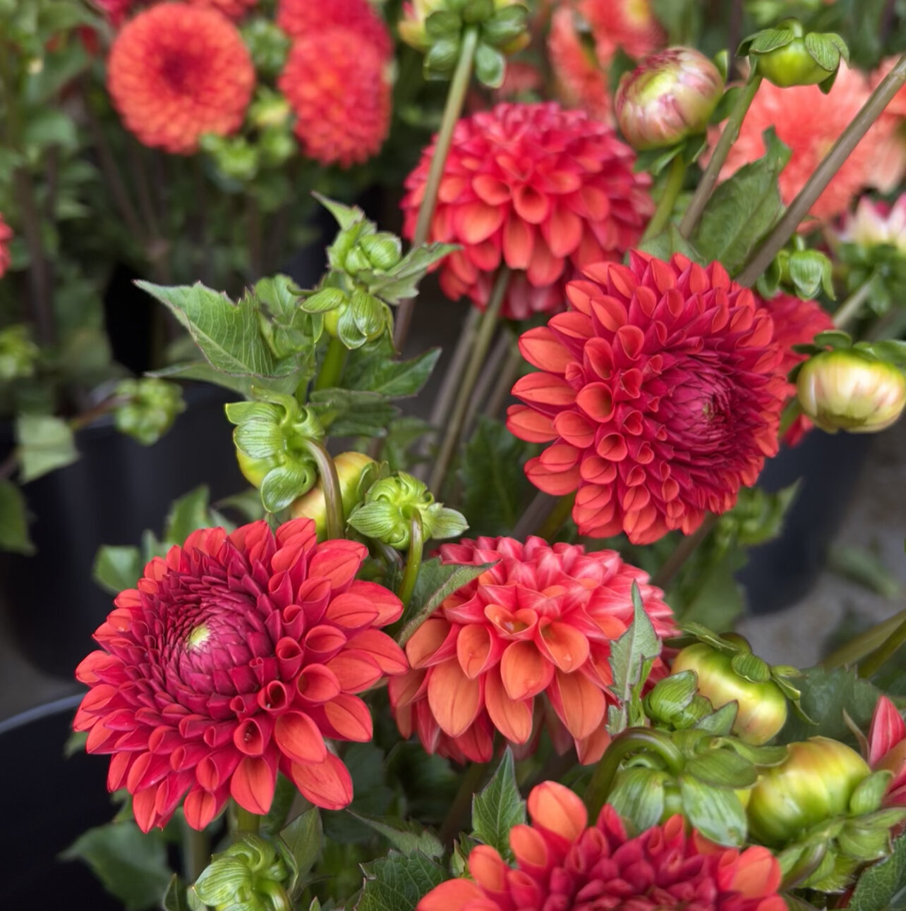 Dahlia Cut Flower Garden~ 3 Tubers of all 10 Variety!