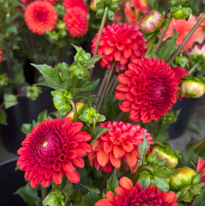 Dahlia Cut Flower Garden~ 3 Tubers of all 10 Variety!
