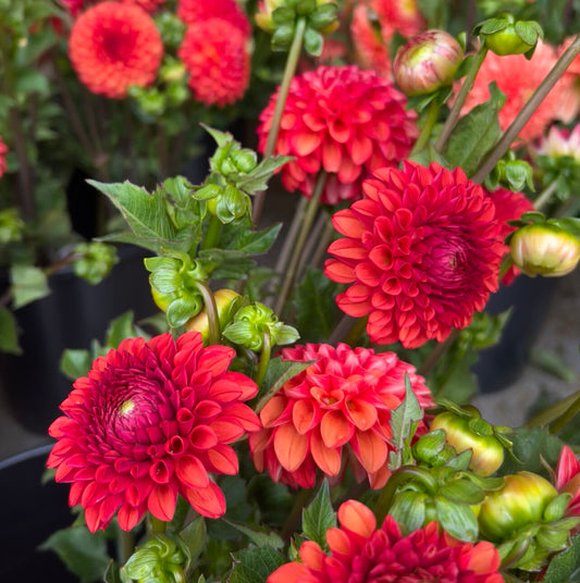 ‘Valley Rust Bucket’ Dahlia ~ 3 Tubers