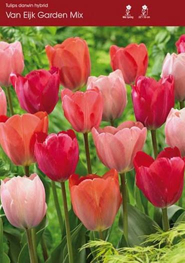 Tulips Van Eijk Gardens Mixed ~ 20 Blubs for Pickup in Fall