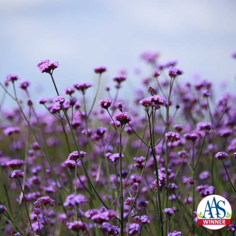 Verbena bonariensis | Purpletop Vervain