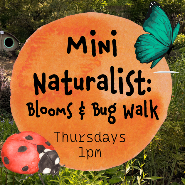Mini Naturalist: Flower & Bug Walk
