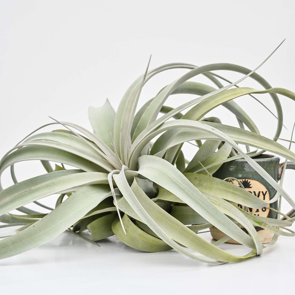 Jumbo Tillandsia Xerographica 10-12"
