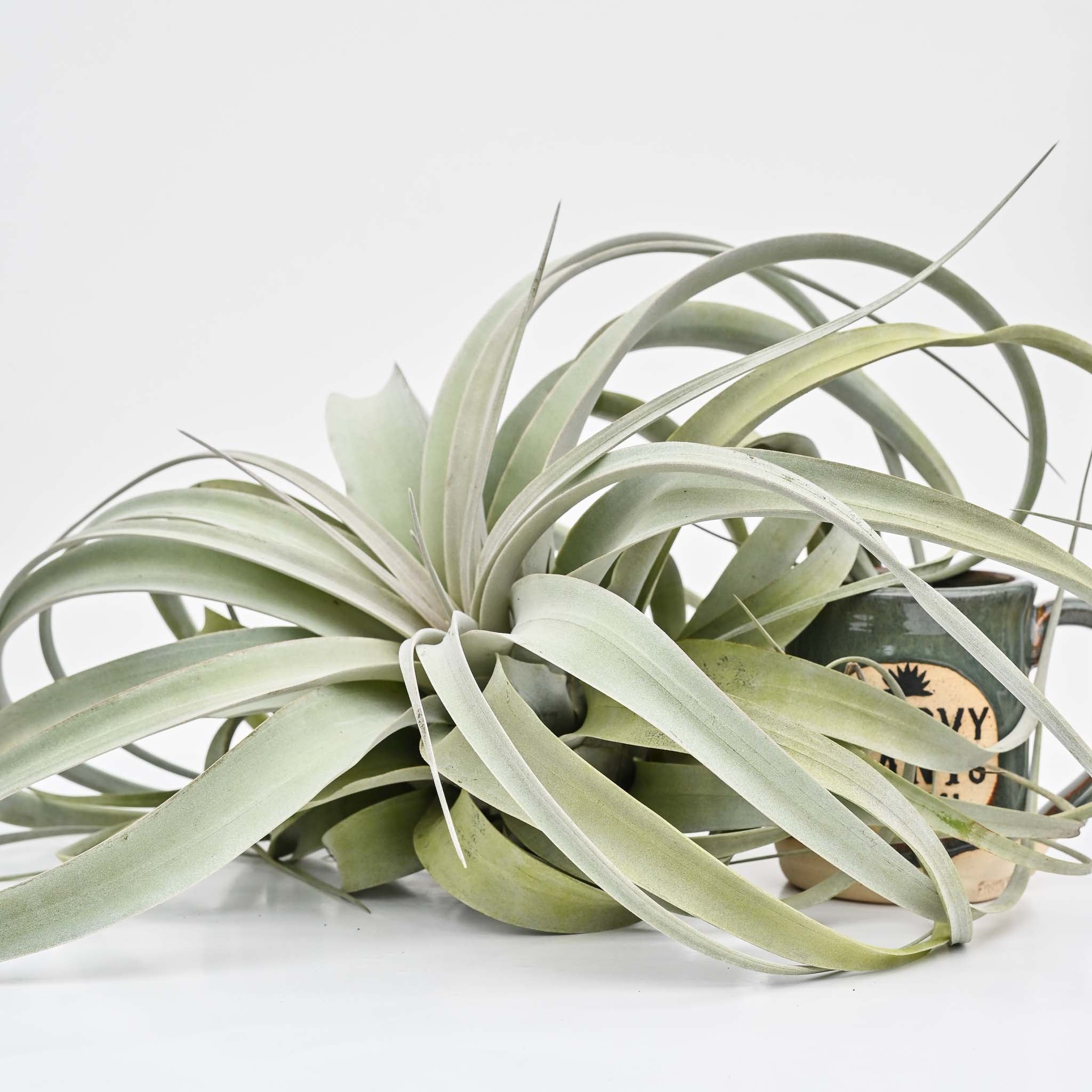 Jumbo Tillandsia Xerographica 10-12"