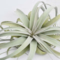 Jumbo Tillandsia Xerographica 10-12"