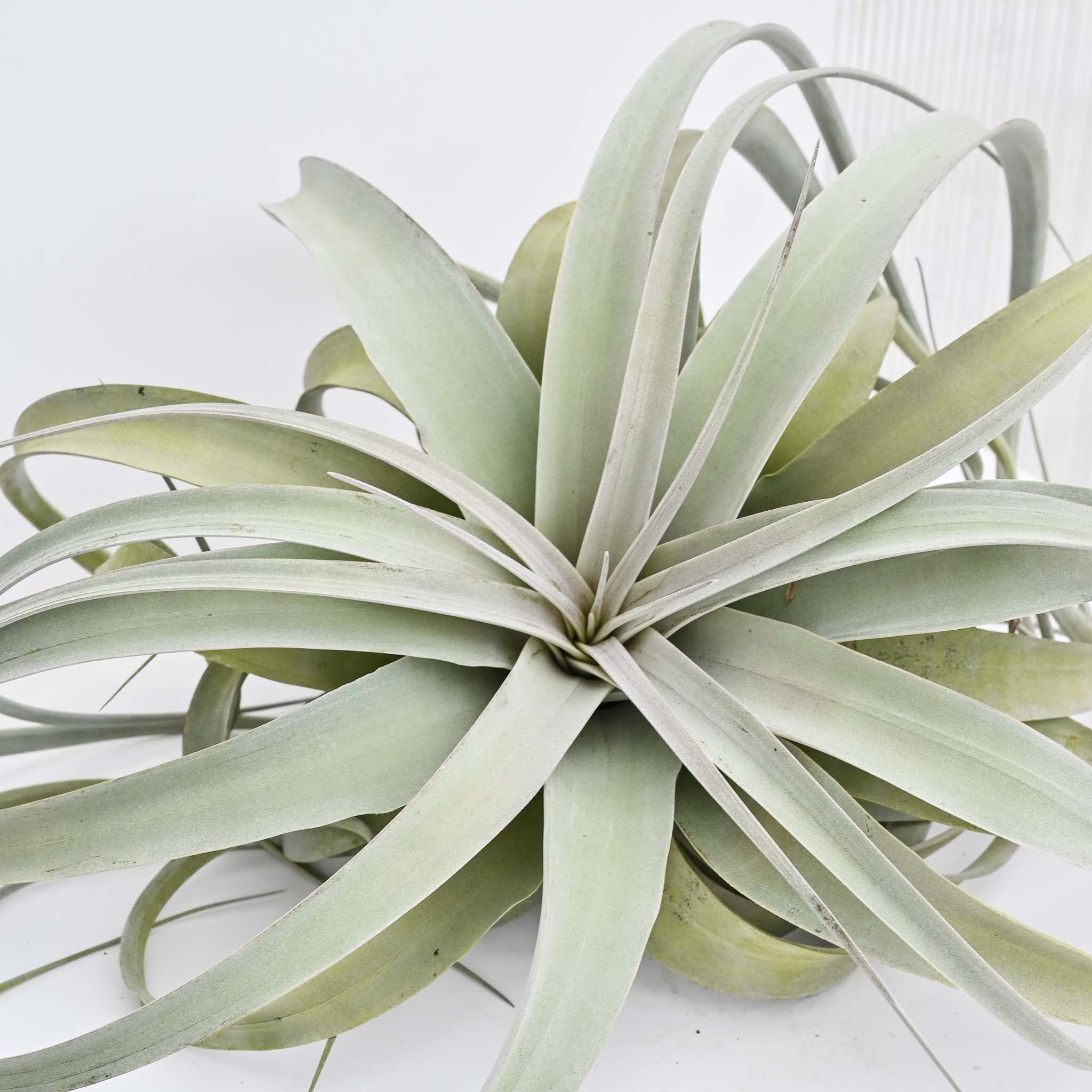 Jumbo Tillandsia Xerographica 10-12"