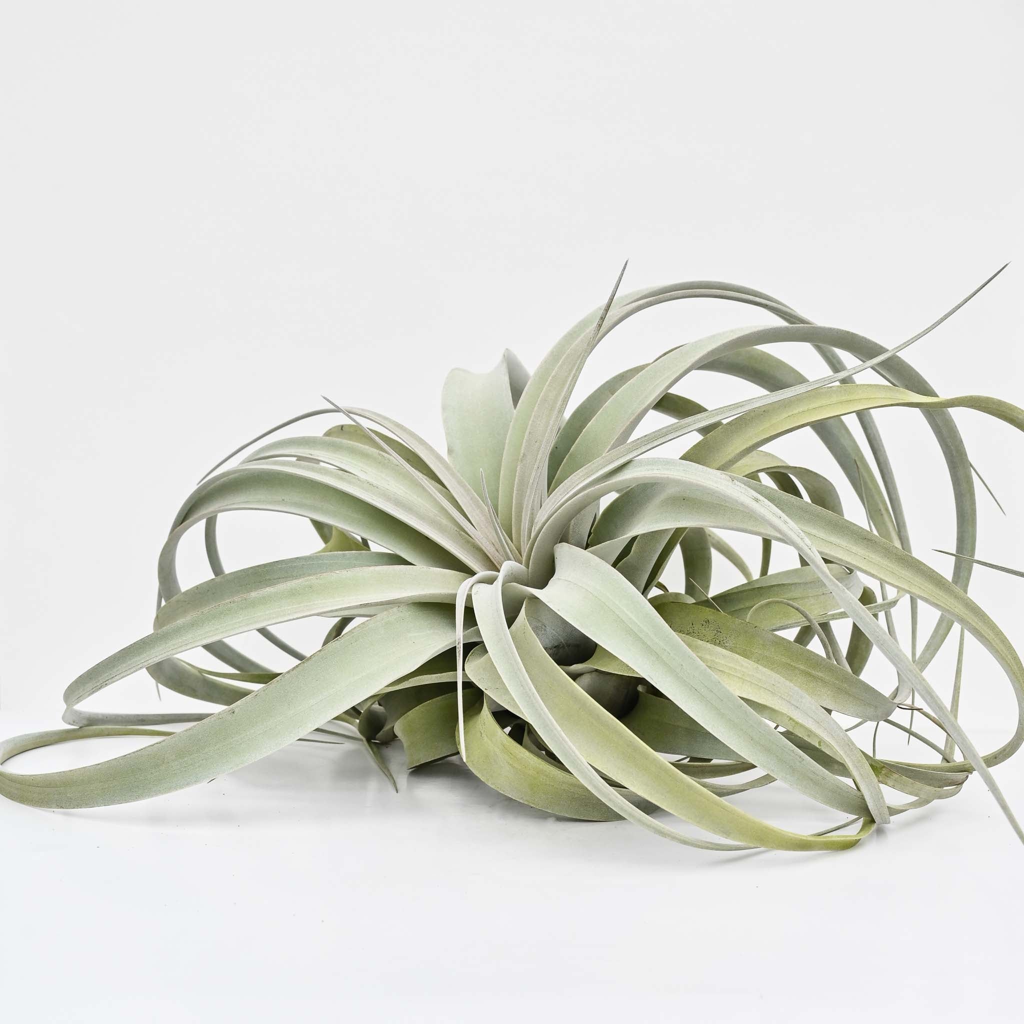 Air Plants – The Groovy Plants Ranch LLC