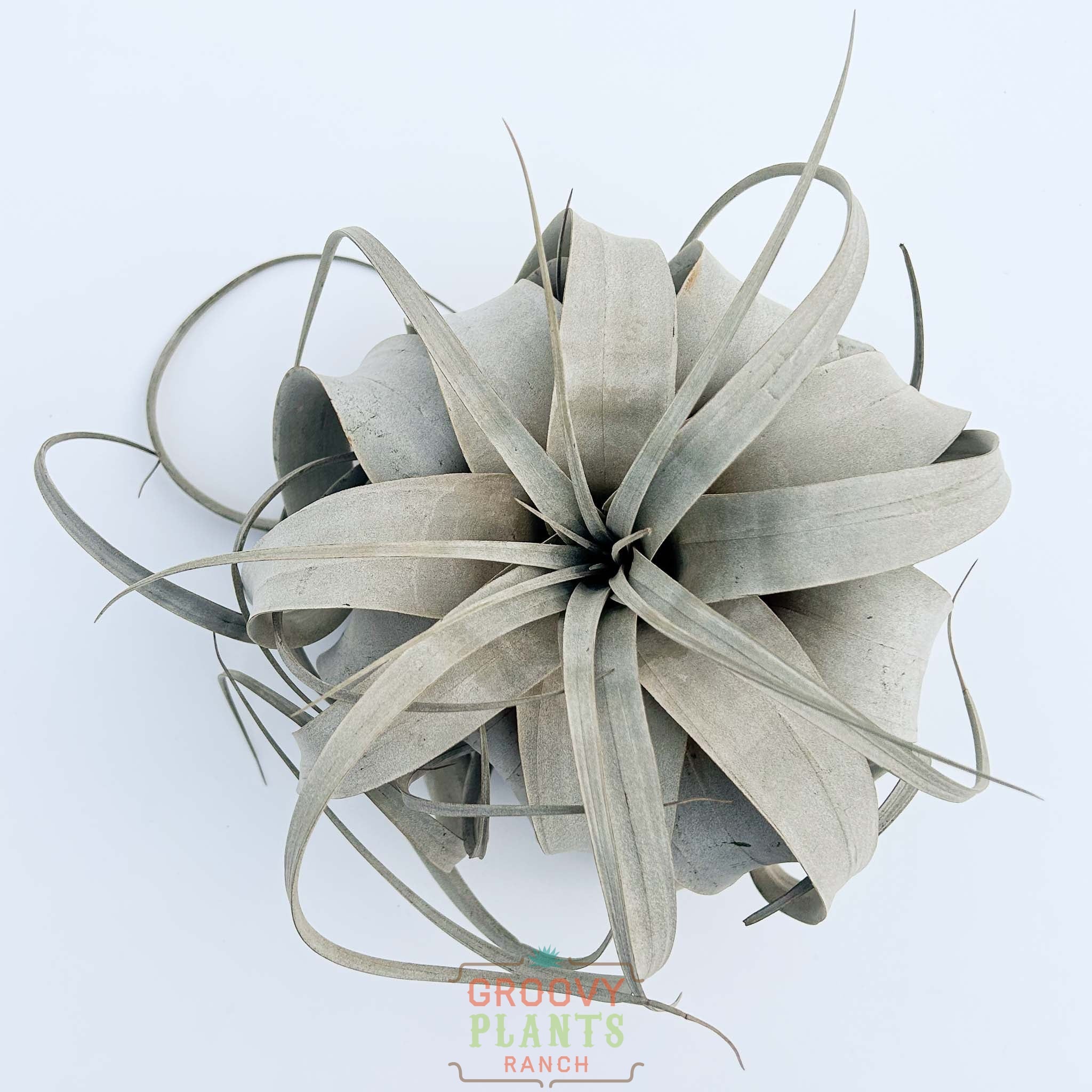 Large Tillandsia Xerographicas 8"