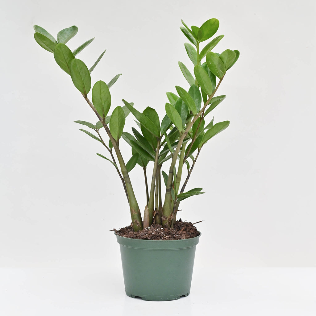 ZZ Plant | zamioculcas zamiifolia 'Lucky'