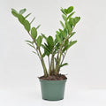 ZZ Plant | zamioculcas zamiifolia 'Lucky'