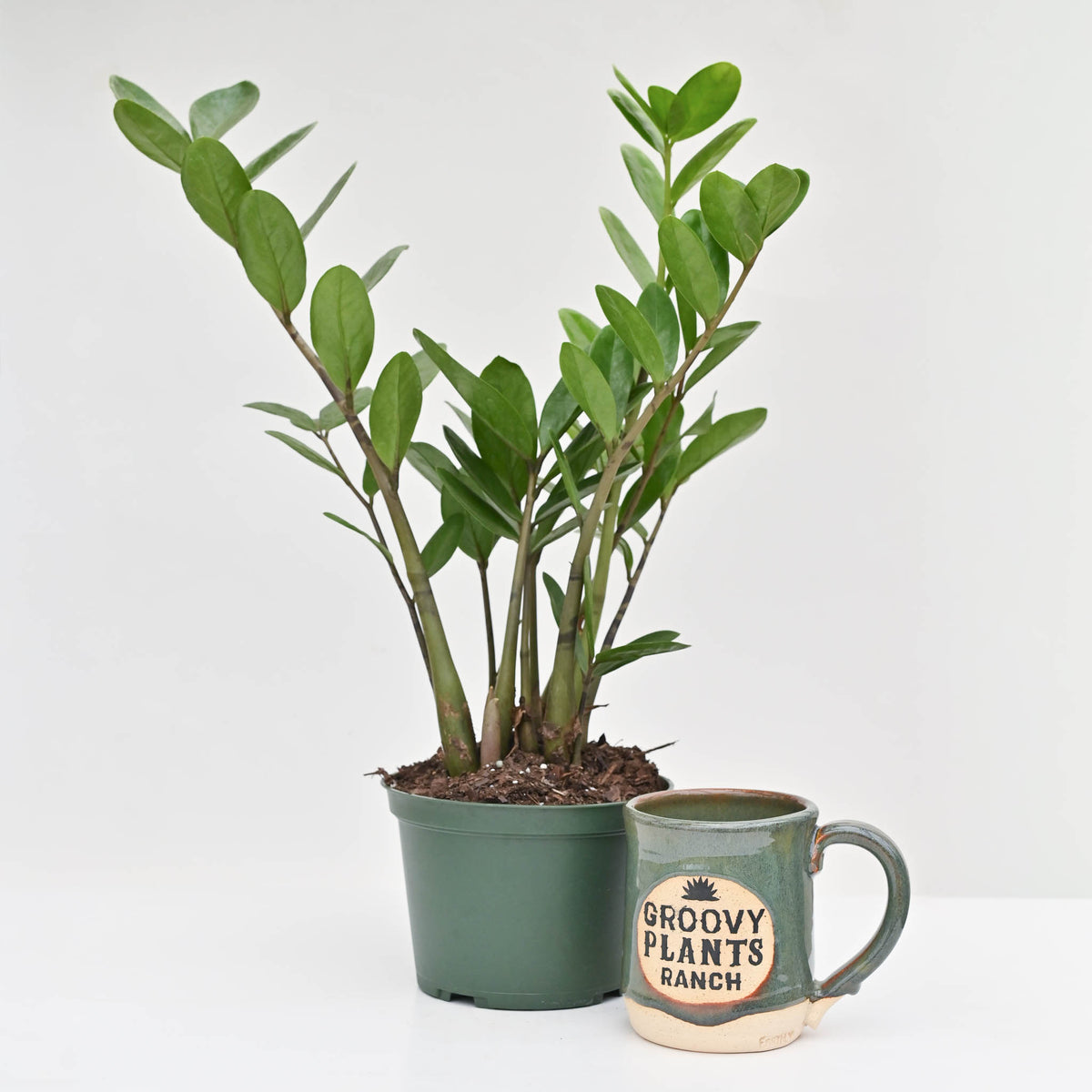 ZZ Plant | zamioculcas zamiifolia 'Lucky'