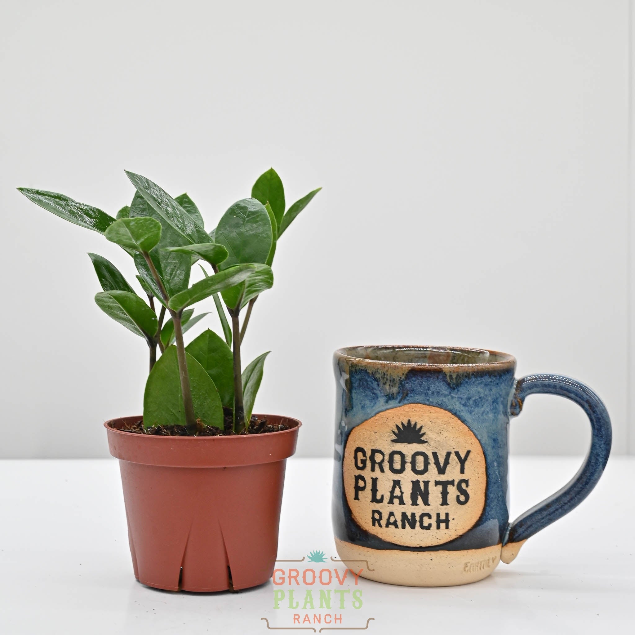 ZZ Plant | zamioculcas zamiifolia