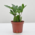 ZZ Plant | zamioculcas zamiifolia