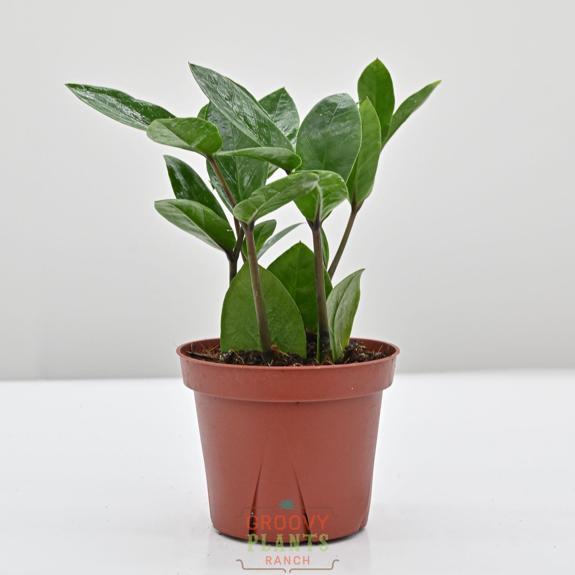 ZZ Plant | zamioculcas zamiifolia  The Groovy Plants Ranch LLC