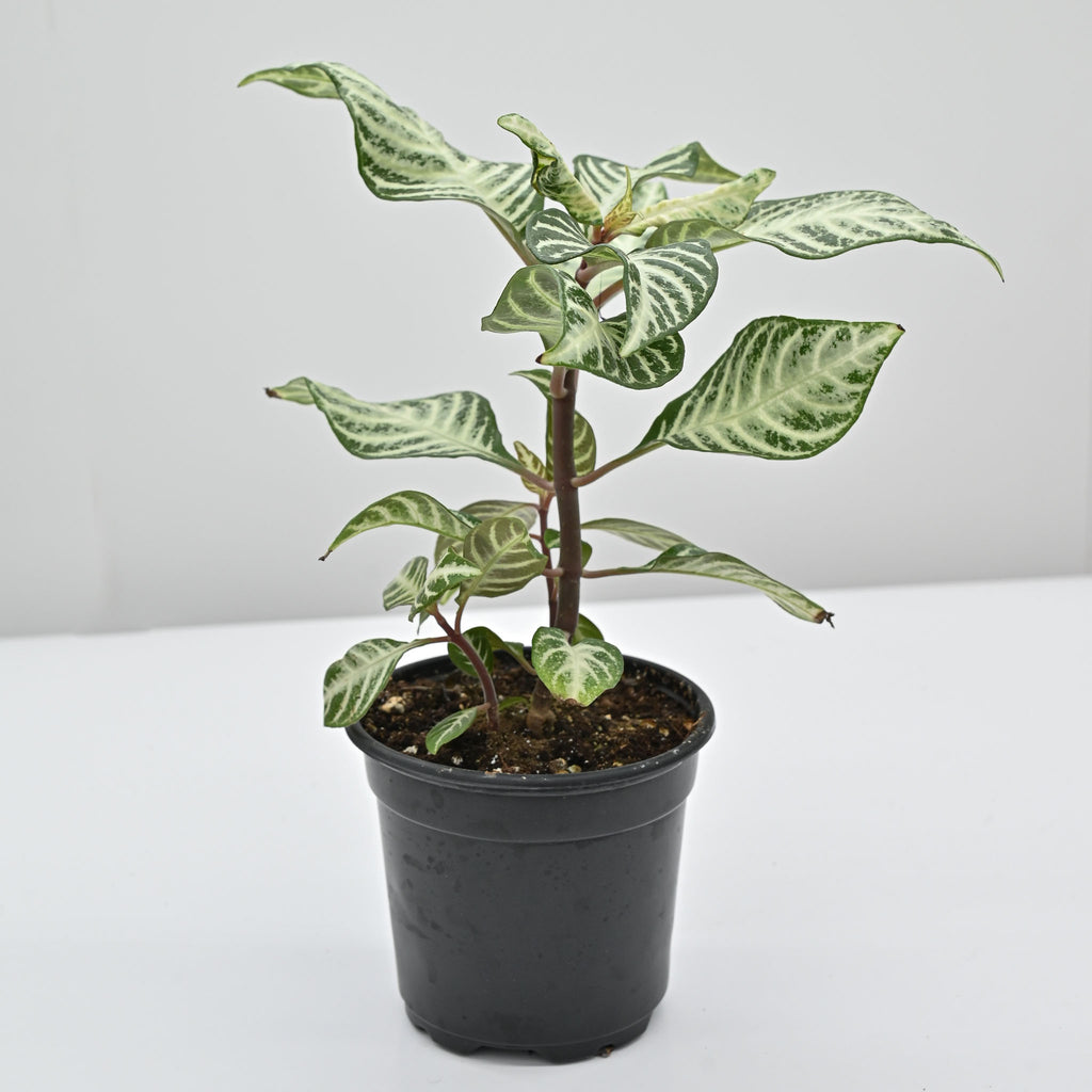 Zebra Plant | Aphelandra Squarrosa 'Snow White'