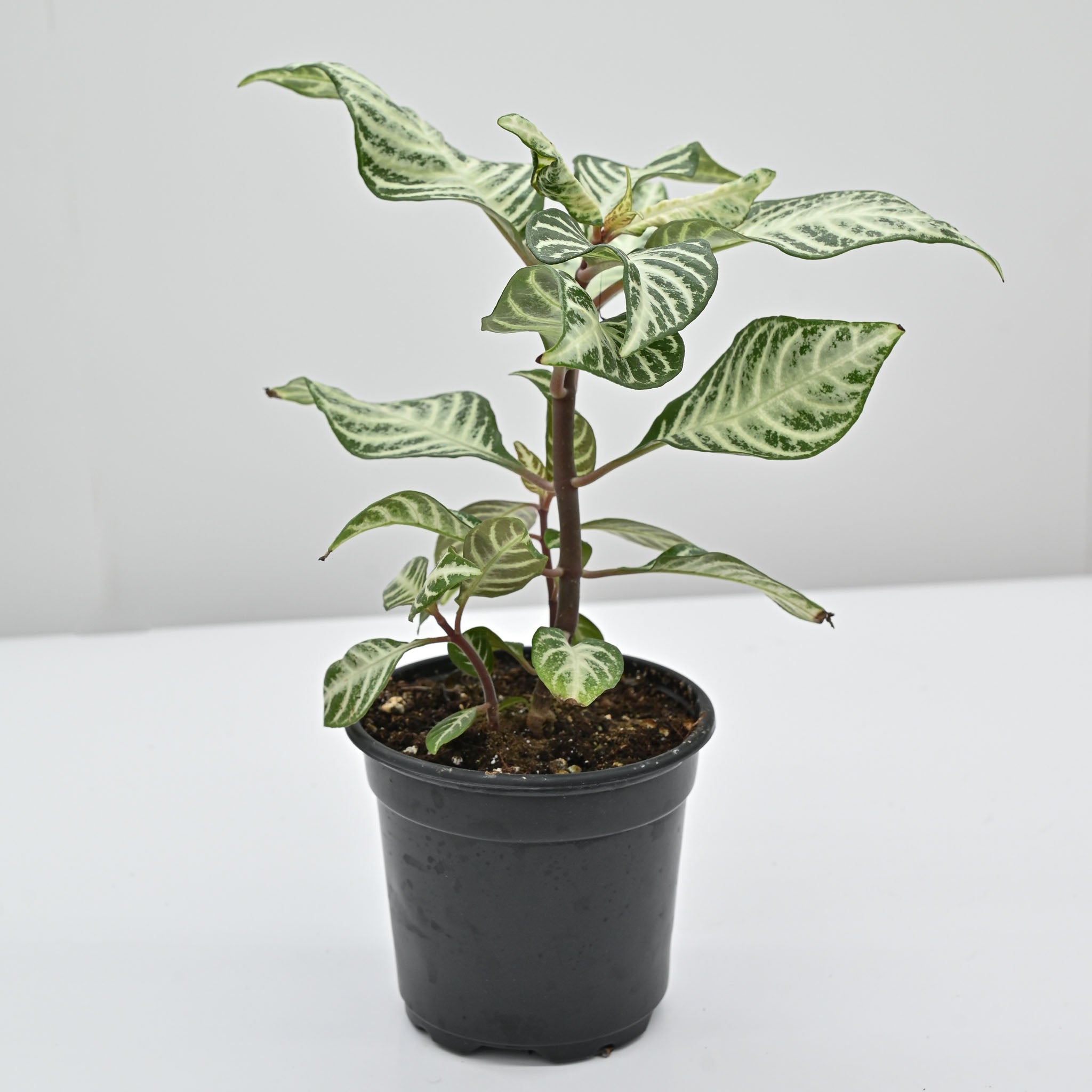 Zebra Plant | Aphelandra Squarrosa 'Snow White'