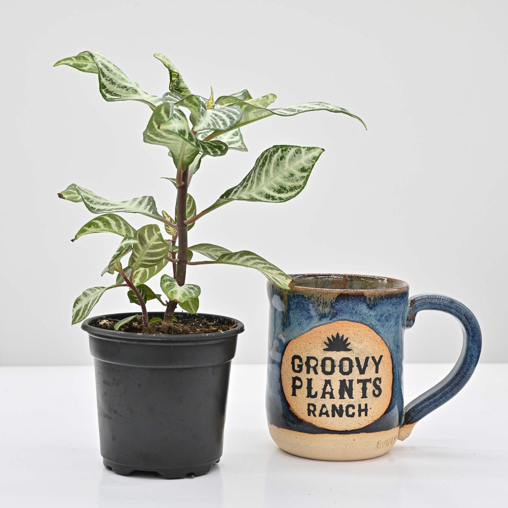 Zebra Plant | Aphelandra Squarrosa 'Snow White'