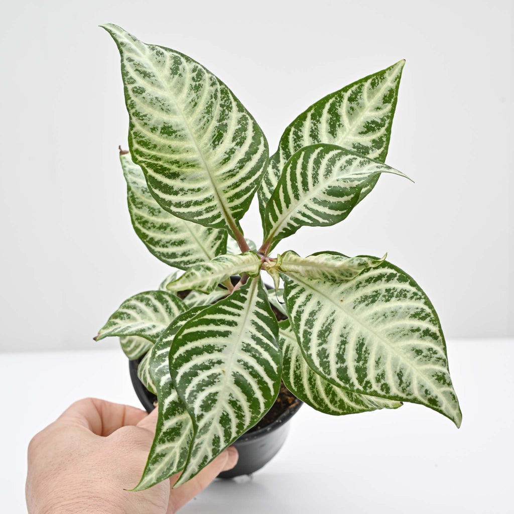 Zebra Plant | Aphelandra Squarrosa 'Snow White'