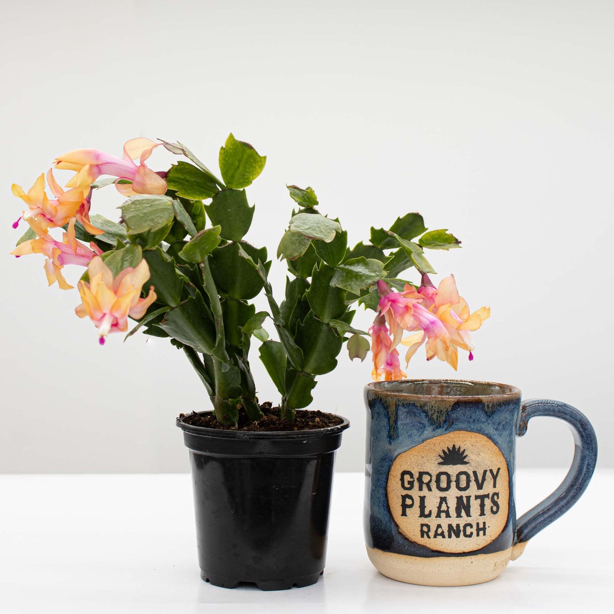Bigger Vigor Lemon Meringue Holiday Cactus